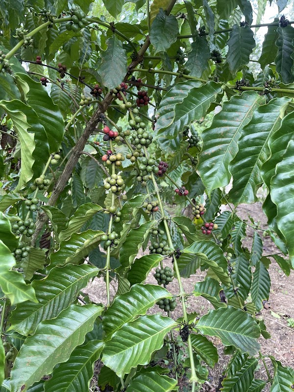 Coffee Plantation "Kopi Sangit Bawah Langit" & Kampung Kelulut Stingless Bee Farm