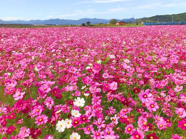 花の海 4