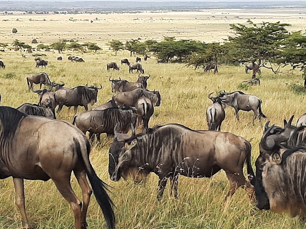 Serengeti National Park 1