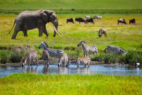 Serengeti National Park 5