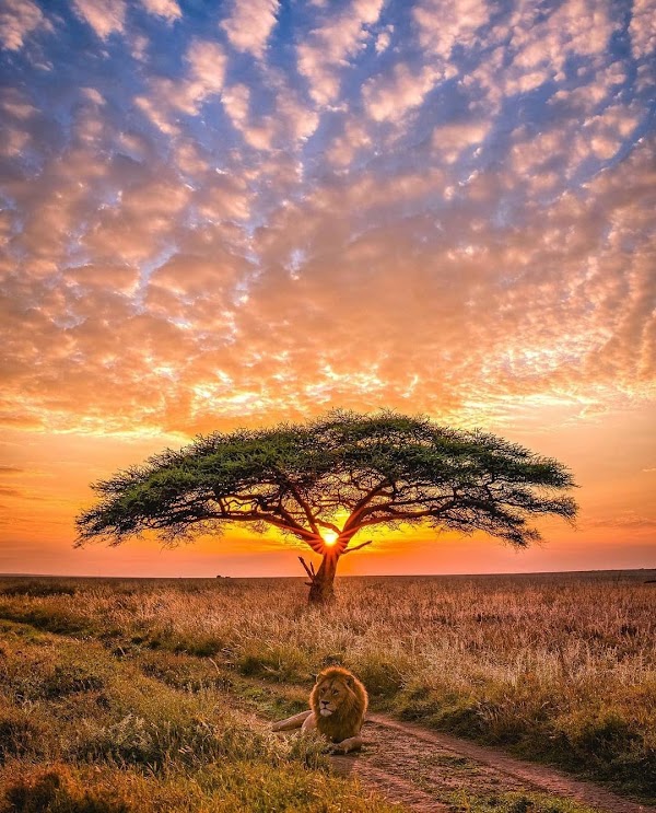 Serengeti National Park 3