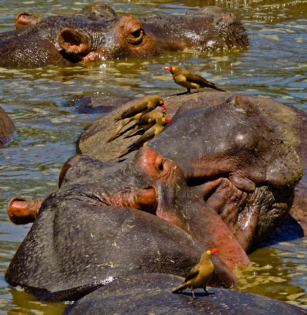 Serengeti National Park 2
