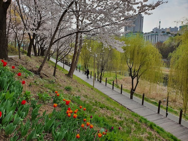 Cherry Blossom 🌸 4