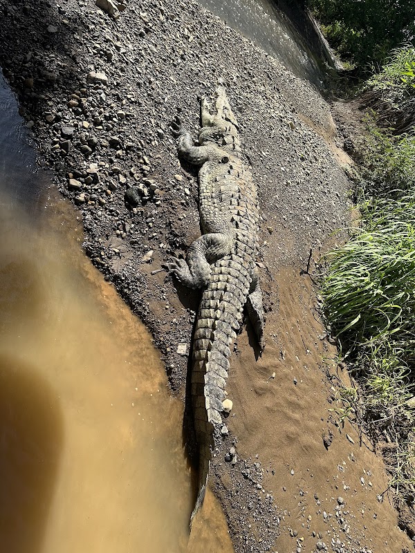 Crocodile Man Tour The Original 5