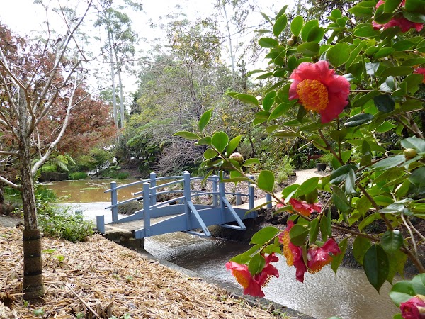 Tamborine Mountain Regional Botanic Gardens