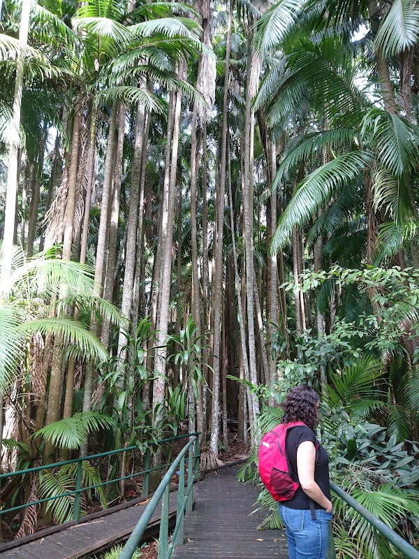 Tamborine Mountain Regional Botanic Gardens 3