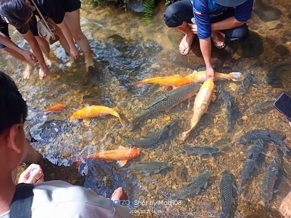 Bombon Kg. Marakau (Fish Spa) 5