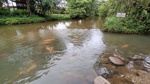 Bombon Kg. Marakau (Fish Spa) 3