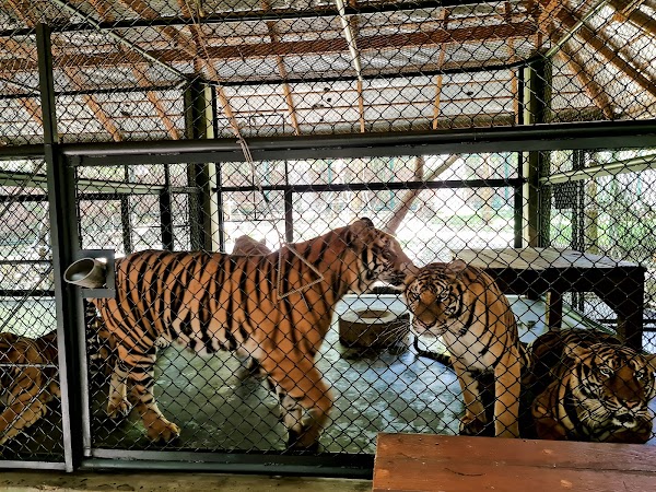 Tiger Kingdom - Phuket 5