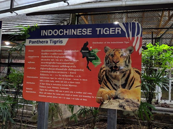 Tiger Kingdom - Phuket 2
