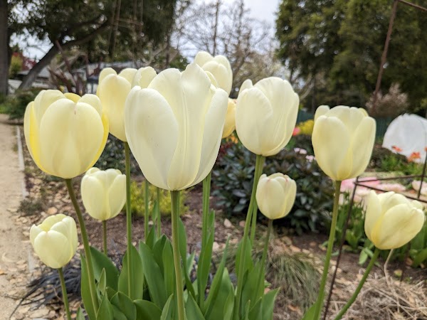 Elizabeth F. Gamble Garden 5