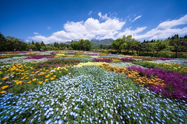Kuju Flower Park 5