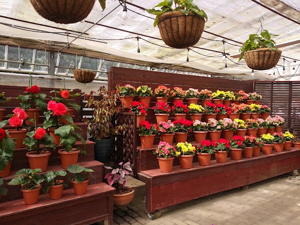 Kuju Flower Park 2