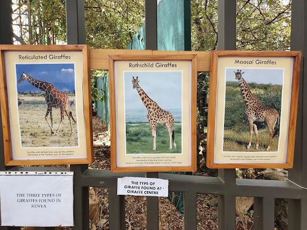 Giraffe Centre 4