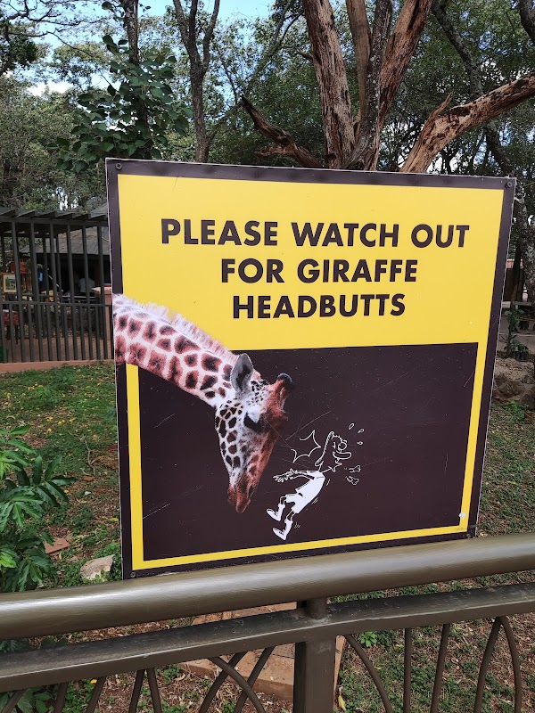 Giraffe Centre 2