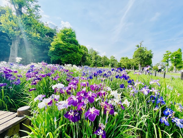 Mizumoto Park 5
