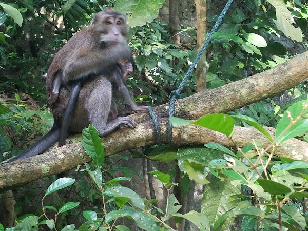 Hindang Cave and Wild Monkeys 3