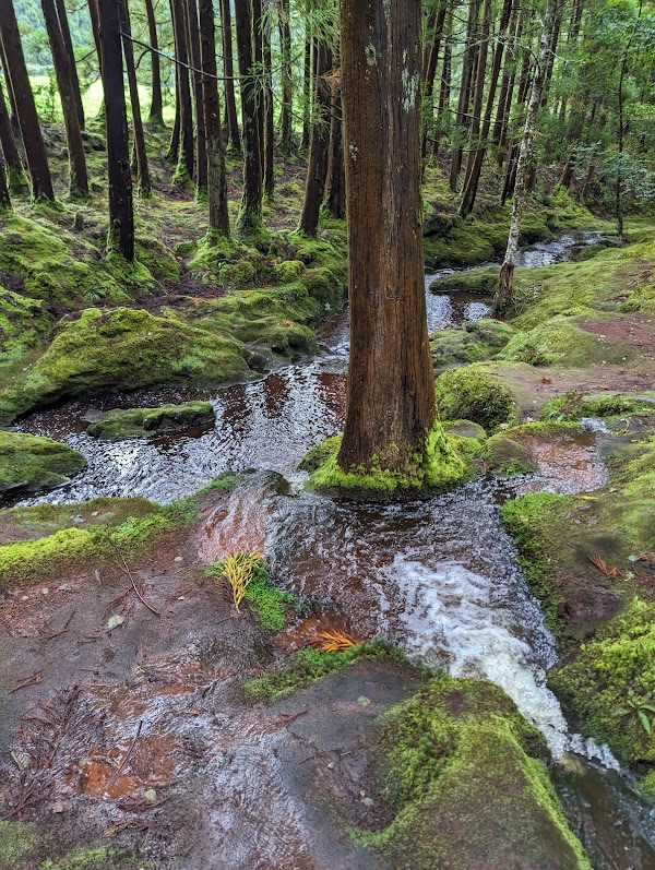 Lagoa das Patas 1