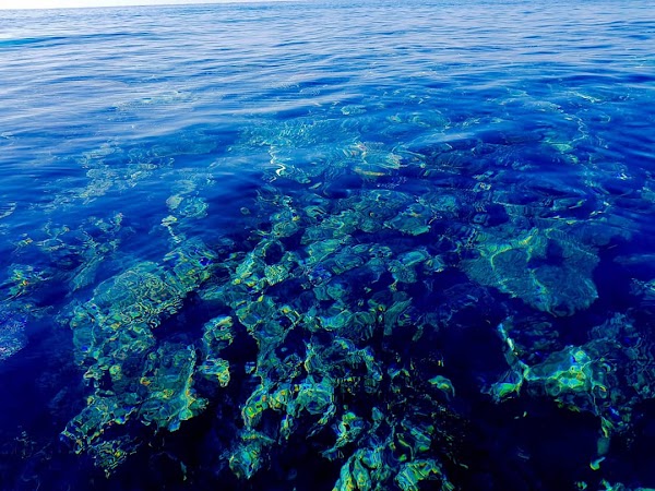 Trunk Reef