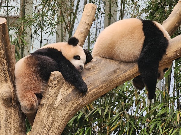 Panda World