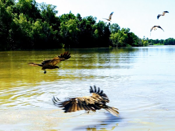 Adelaide River 3
