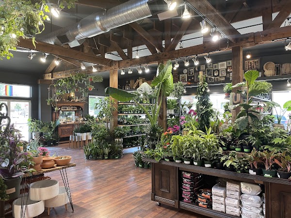 Somewhere That's Green Indoor Plant Shoppe 5