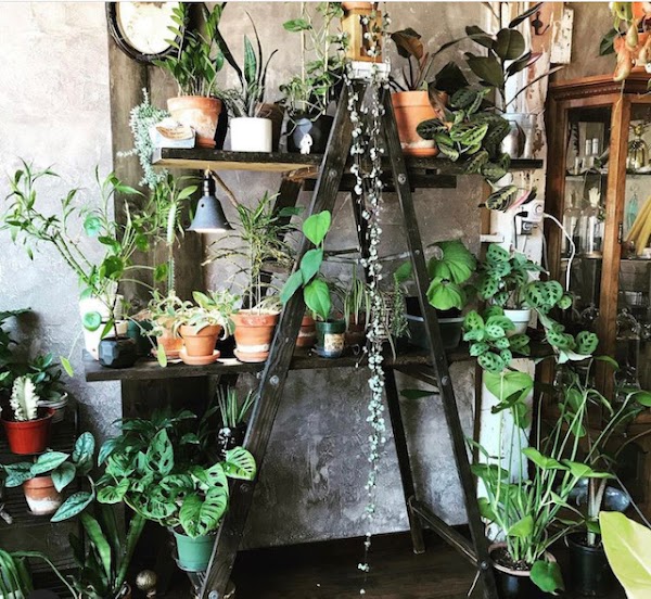 Somewhere That's Green Indoor Plant Shoppe 3