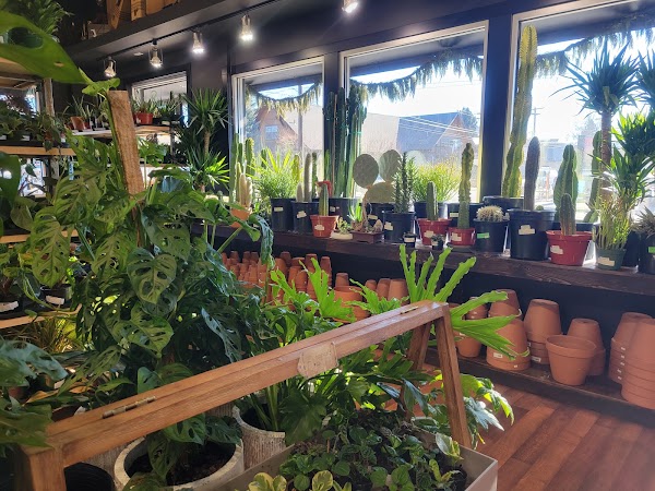 Somewhere That's Green Indoor Plant Shoppe 2