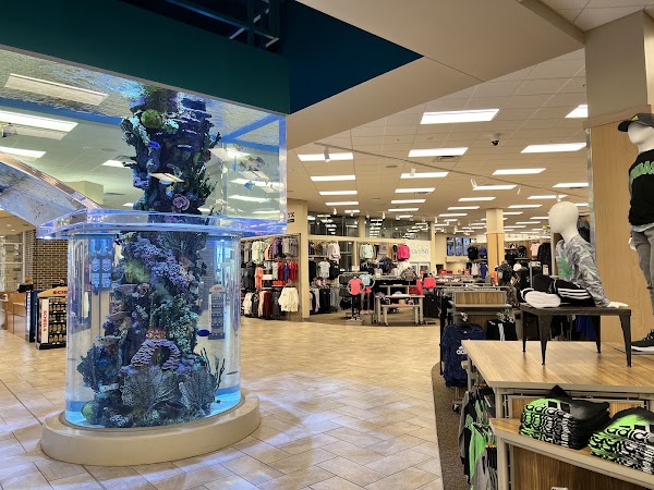 Scheels 4