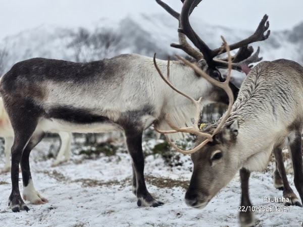 Reindeer Farm & Saami Culture 1