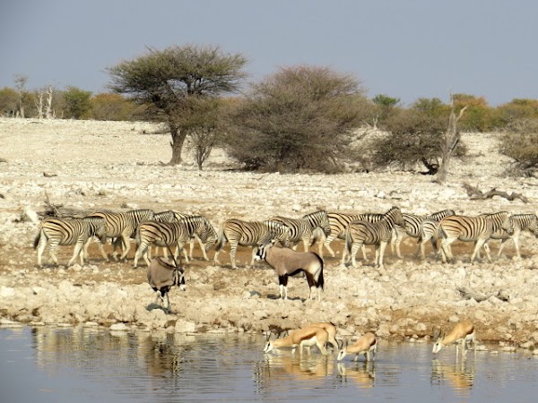 Africa 43