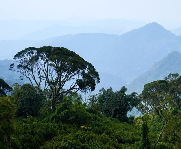 Rwenzori Mountains 2