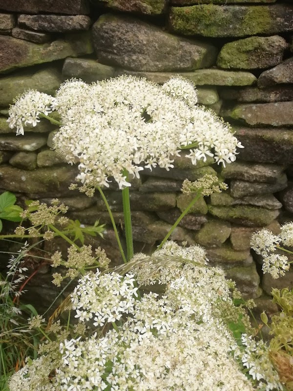 Hayfield 3