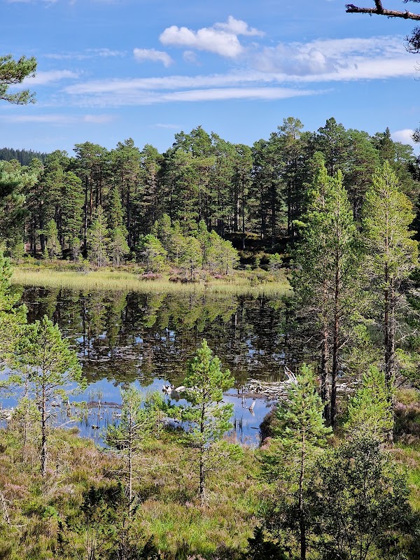 Loch an Eilein 3