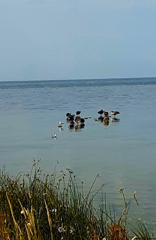 Själsö 1