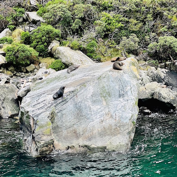 Milford Sound 2