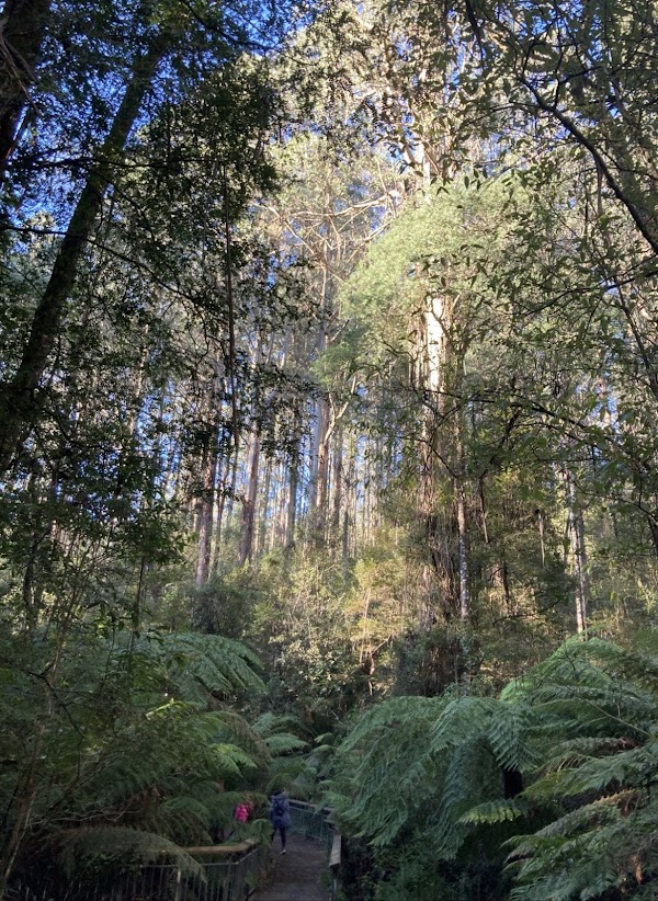 Toolangi State Forest 1