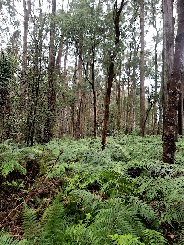 Toolangi State Forest 5