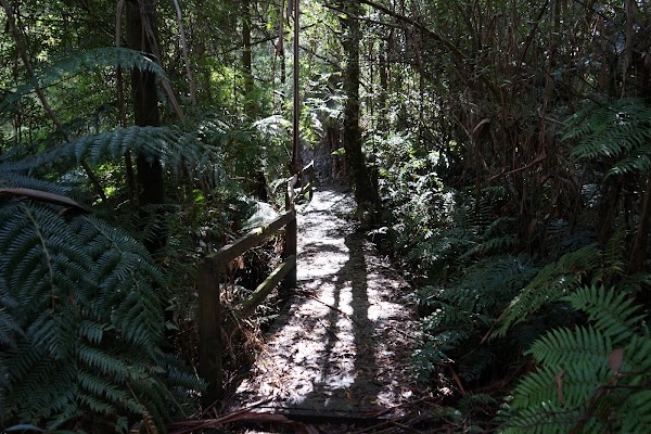 Toolangi State Forest 4
