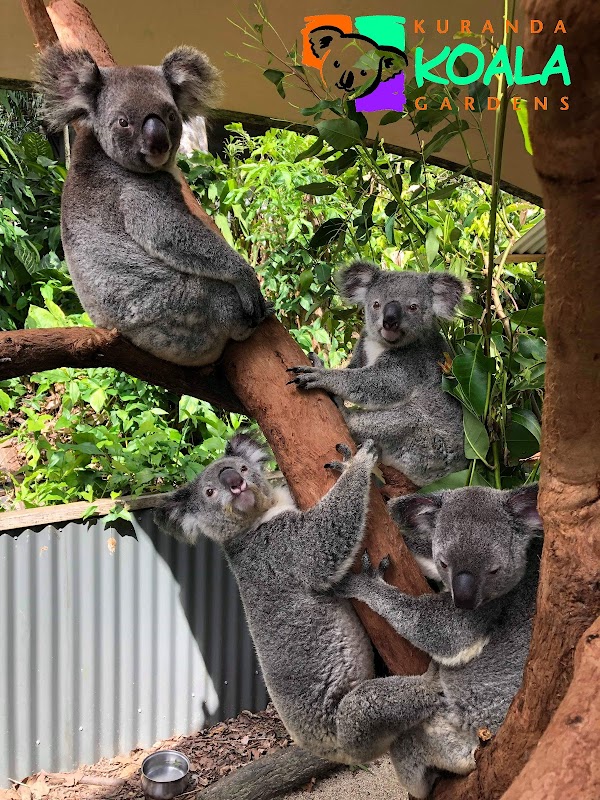 Kuranda Koala Gardens 1