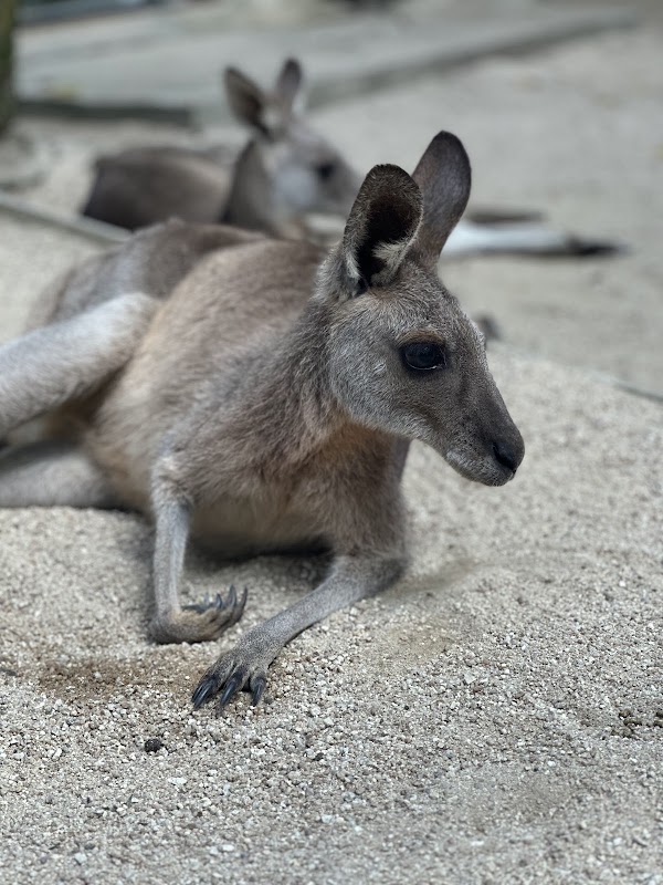 Kuranda Koala Gardens 4