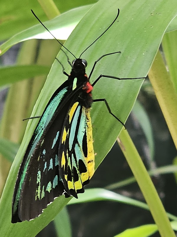 Kuranda Koala Gardens 3