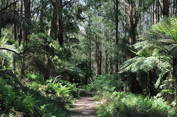 Mathias Walking Track 5
