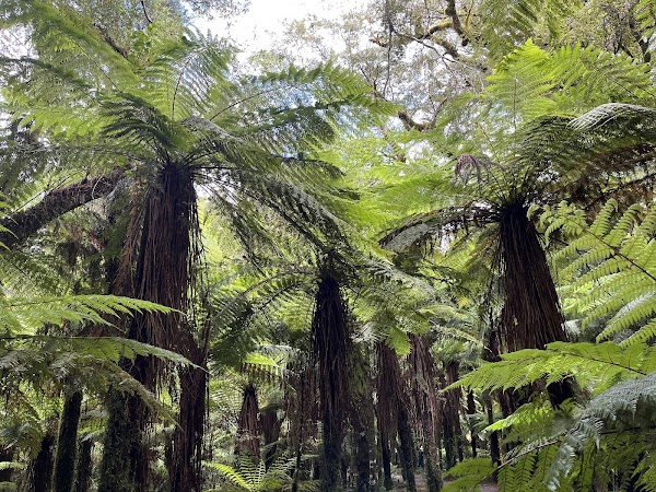 Roaring Billy Falls 4