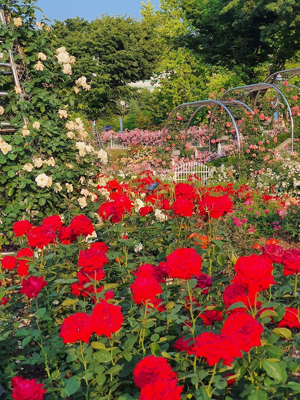 Chosun University Rose Garden Festival