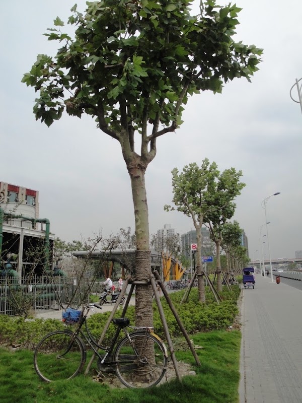 Minhang District 3