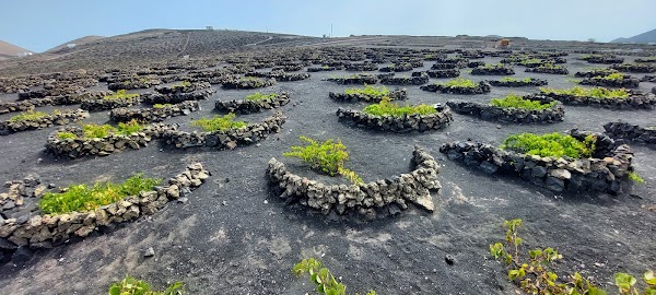 La Geria 1