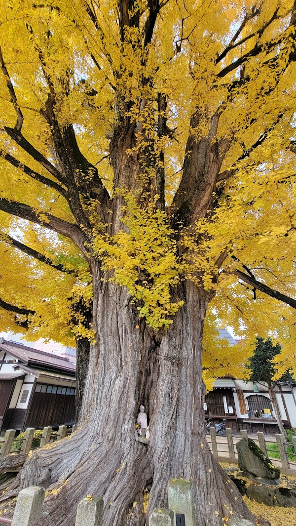 Hida Kokubun-ji 5