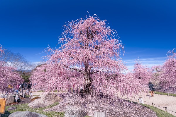 Suzuka forest garden 5