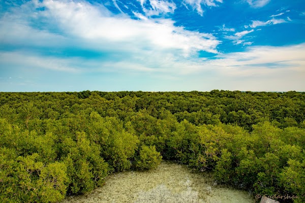 Jubail Mangrove Park 3